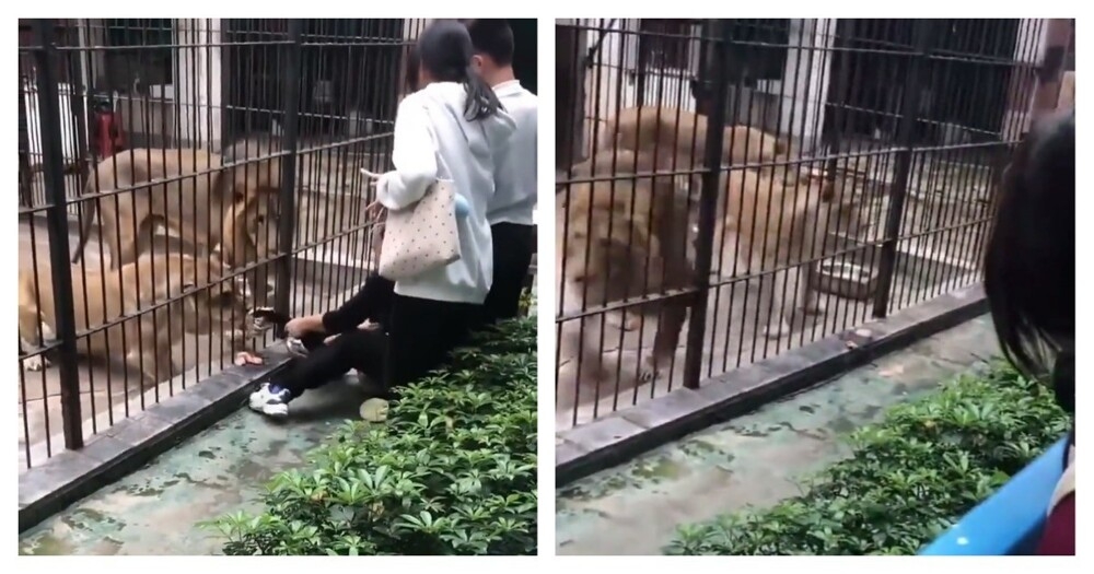 10-летняя девочка едва не погибла из-за халатности работника зоопарка
10-летняя девочка едва не погибла из-за халатности работника зоопарка