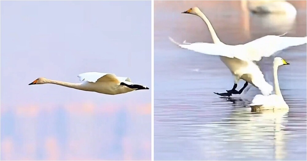 Лебеди показали одну из самых эффектных техник посадки на воду
Лебеди показали одну из самых эффектных техник посадки на воду