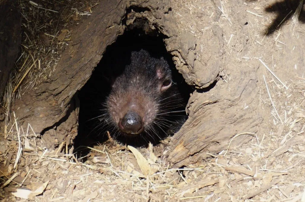 
        Тасманский дьявол: буйный хищник с&nbsp;кучей странностей    
