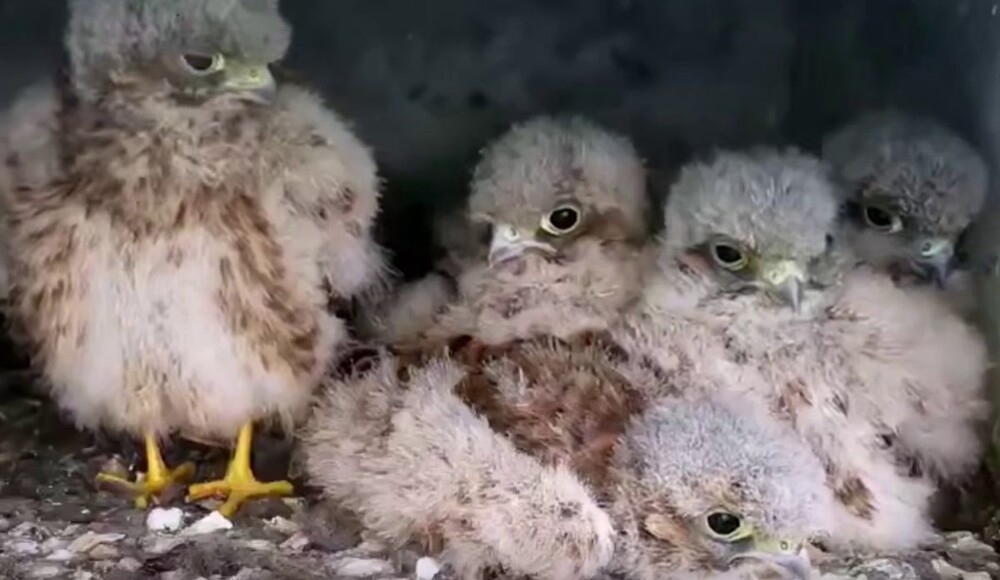 
        Взросление птенцов пустельги    