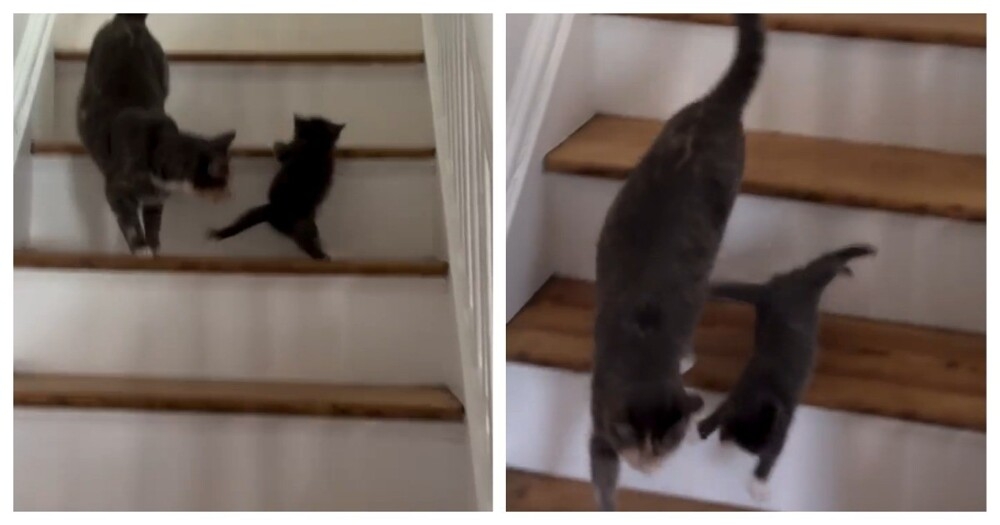 
        Попытка кошки научить детеныша пользоваться лестницей    