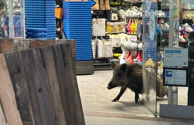 Дикий кабан «захватил» торговый центр в Берлине и хозяйничал там два часа
Дикий кабан «захватил» торговый центр в Берлине и хозяйничал там два часа