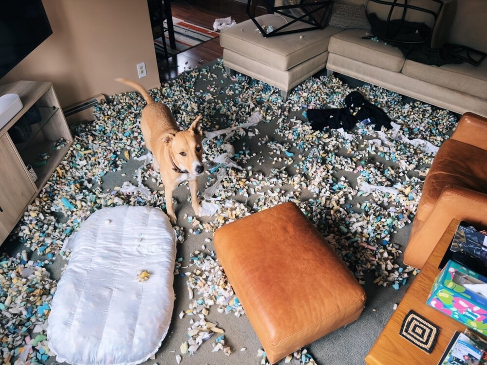 30 очаровательных пакостников, которые знают толк в дизайне и перепланировке
30 очаровательных пакостников, которые знают толк в дизайне и перепланировке