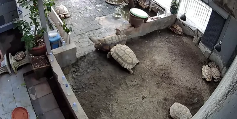 
        Черепаха пришла на&nbsp;помощь опрокинутому другу    