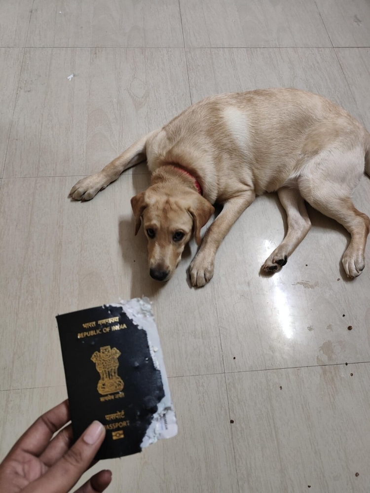 30 очаровательных пакостников, которые знают толк в дизайне и перепланировке
30 очаровательных пакостников, которые знают толк в дизайне и перепланировке