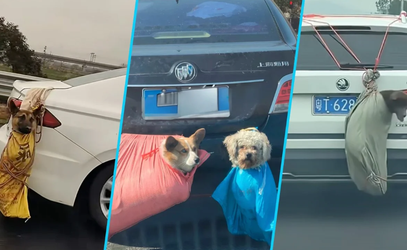 
        Мешки с&nbsp;лапками: дикий способ перевозки собак и&nbsp;кошек китайцами    