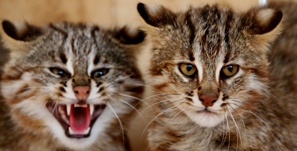 
        Амурский лесной кот: готов к&nbsp;охоте даже на&nbsp;копытных    
