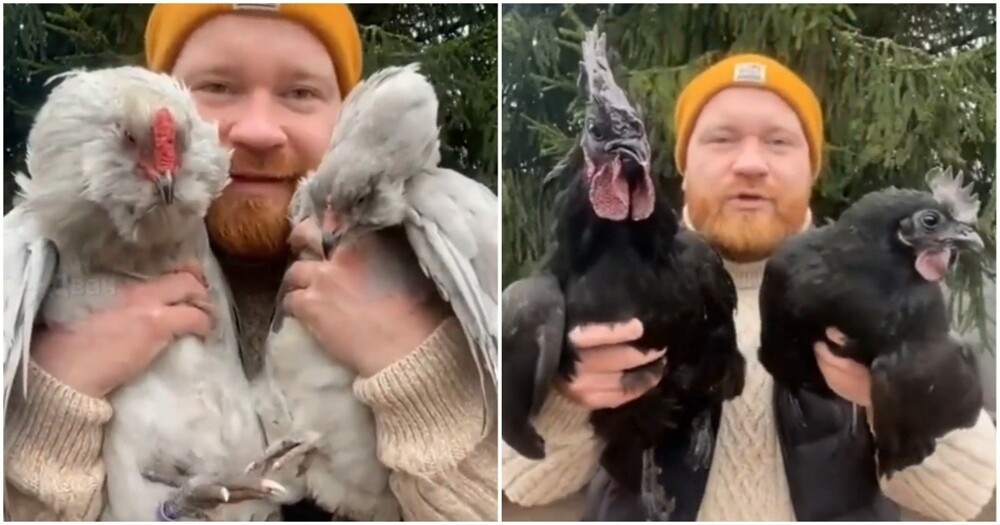 
        Фермер рассказал о&nbsp;своих курочках    