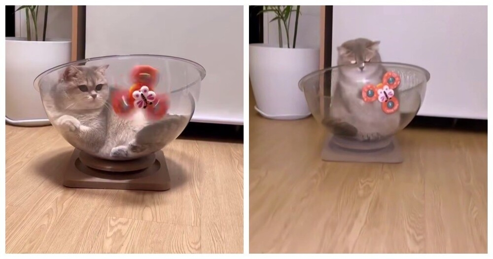 
        Упорный, но&nbsp;не&nbsp;слишком сообразительный кот    