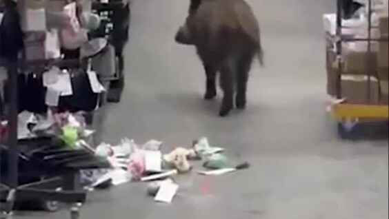 Дикий кабан «захватил» торговый центр в Берлине и хозяйничал там два часа
Дикий кабан «захватил» торговый центр в Берлине и хозяйничал там два часа