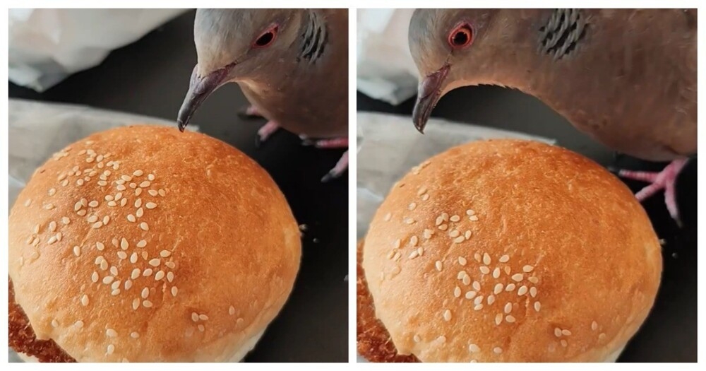 
        Пернатый любитель кунжута    