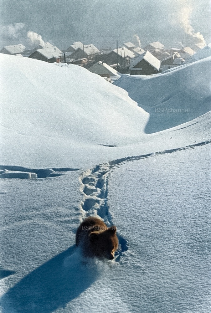 Удивительные и забавные фотографии с животными
Удивительные и забавные фотографии с животными