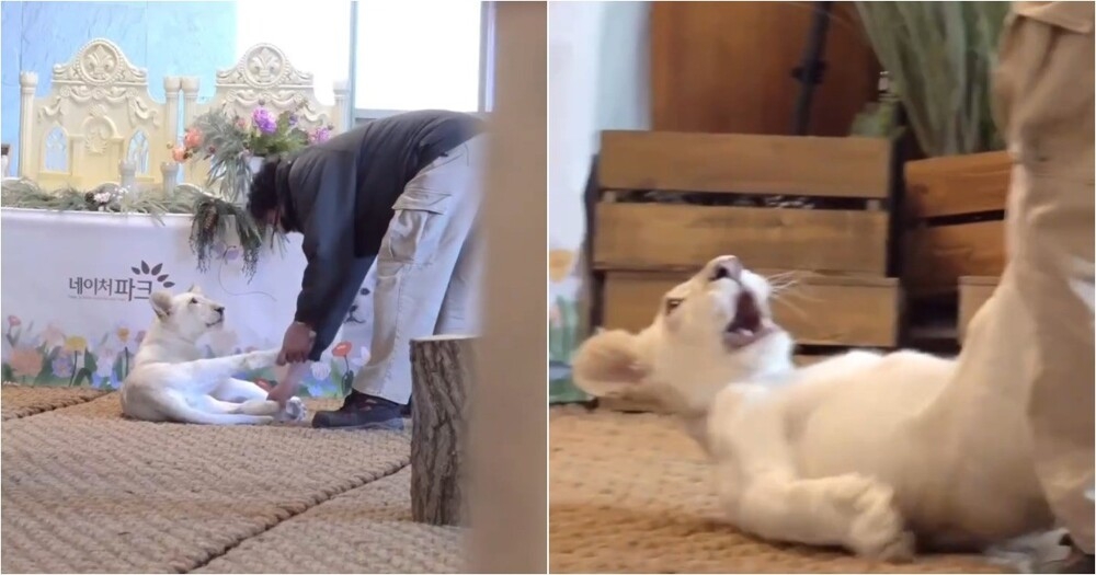 Забавная игра со львёнком попала на видео
Забавная игра со львёнком попала на видео