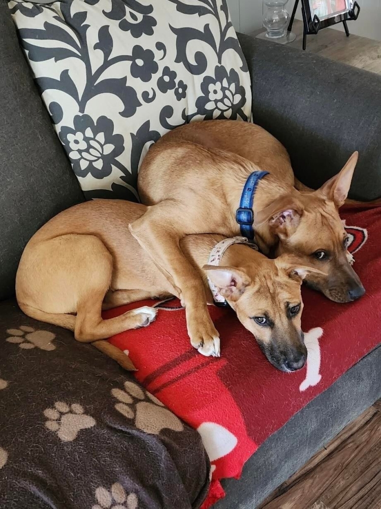 
        25&nbsp;фотороботов прелестных подозреваемых в&nbsp;совершении преступлений по&nbsp;уничтожению домашнего порядка    