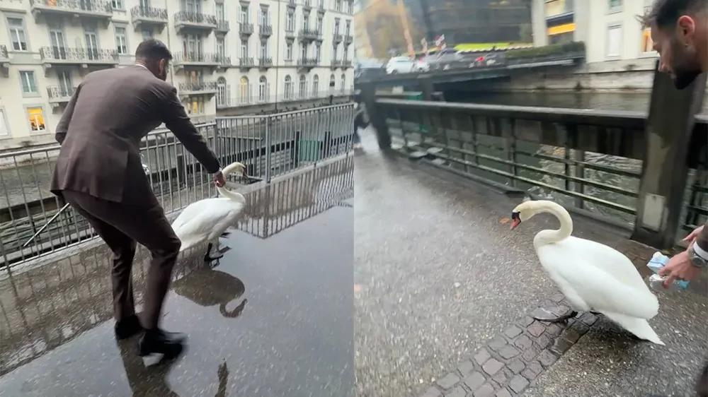 Мужчина помог лебедю выбраться из городской ловушки
Мужчина помог лебедю выбраться из городской ловушки