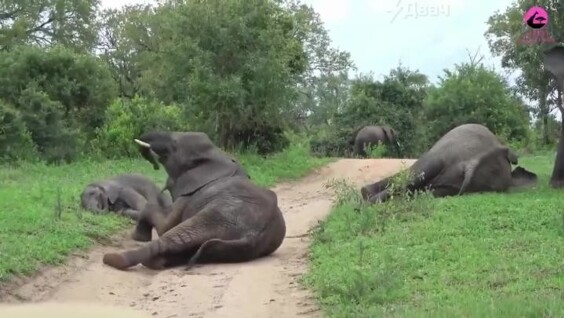 
        Пьяные слоны не&nbsp;могут стоять на&nbsp;ногах    