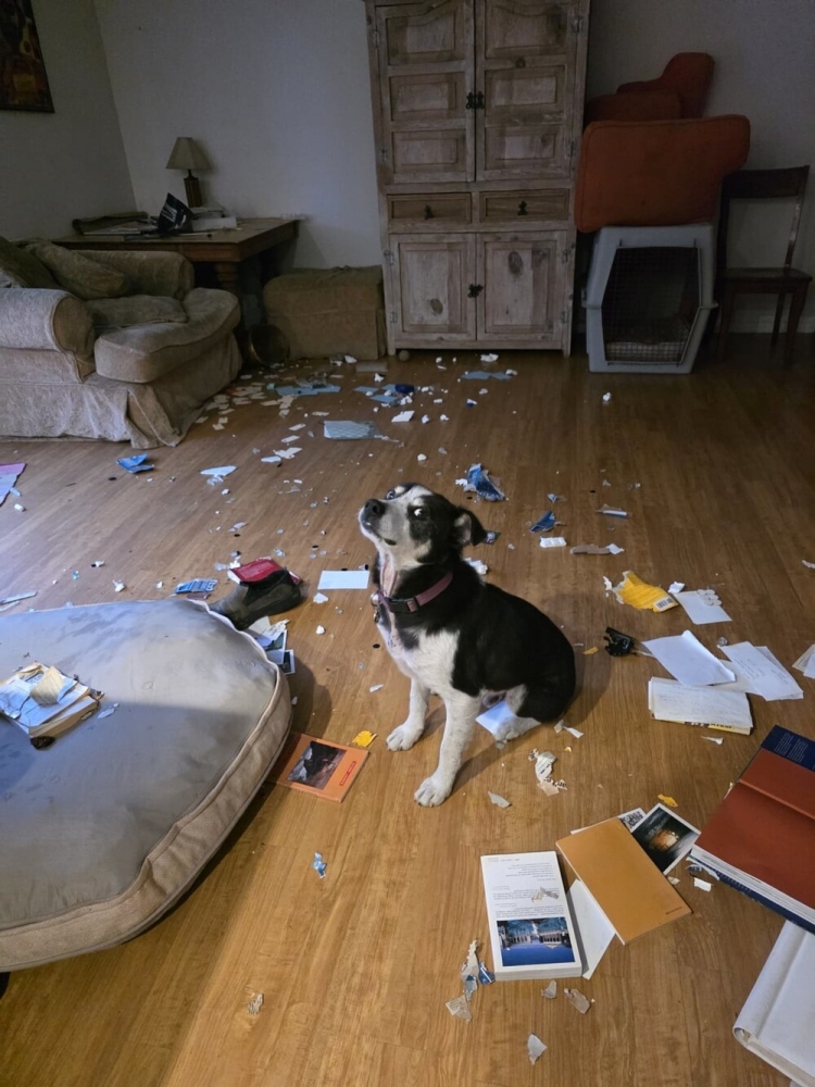 
        25&nbsp;фотороботов прелестных подозреваемых в&nbsp;совершении преступлений по&nbsp;уничтожению домашнего порядка    