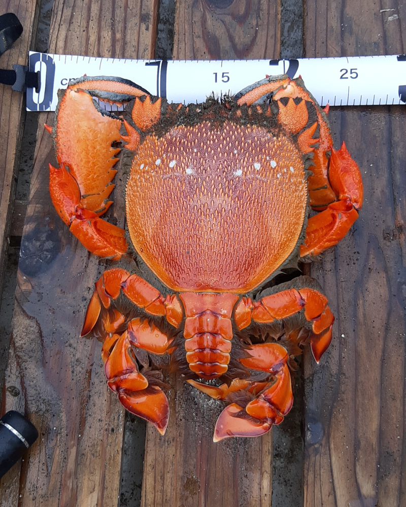 
        Лягушачий краб: существо между раком и&nbsp;крабом    