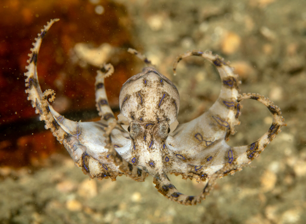 
        Синекольчатый осьминог: его&nbsp;яда&nbsp;хватит на&nbsp;30&nbsp;человек!    