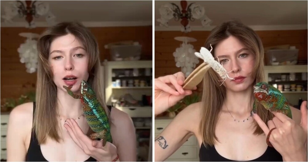 Девушка завела хамелеона и сделала необычный обзор на питомца
Девушка завела хамелеона и сделала необычный обзор на питомца