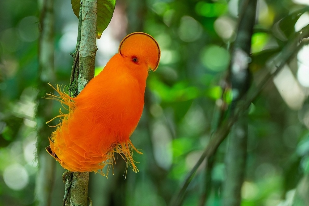 
        Гвианский петушок: птица, у&nbsp;которой нет&nbsp;лица. Вместо него &mdash; оранжевый диск    