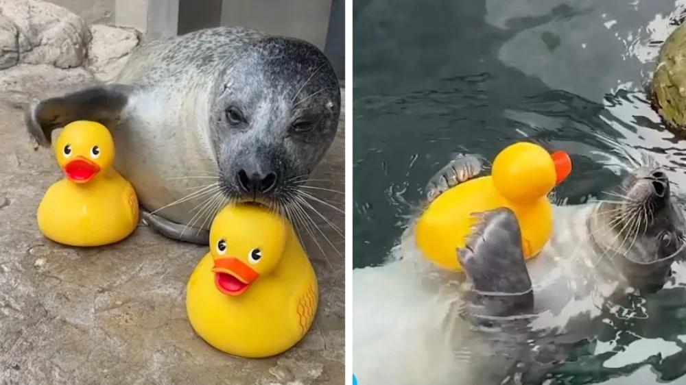 В США 33-летний тюлень не расстаётся с резиновыми уточками, с которыми играет и учится новым трюкам
В США 33-летний тюлень не расстаётся с резиновыми уточками, с которыми играет и учится новым трюкам
