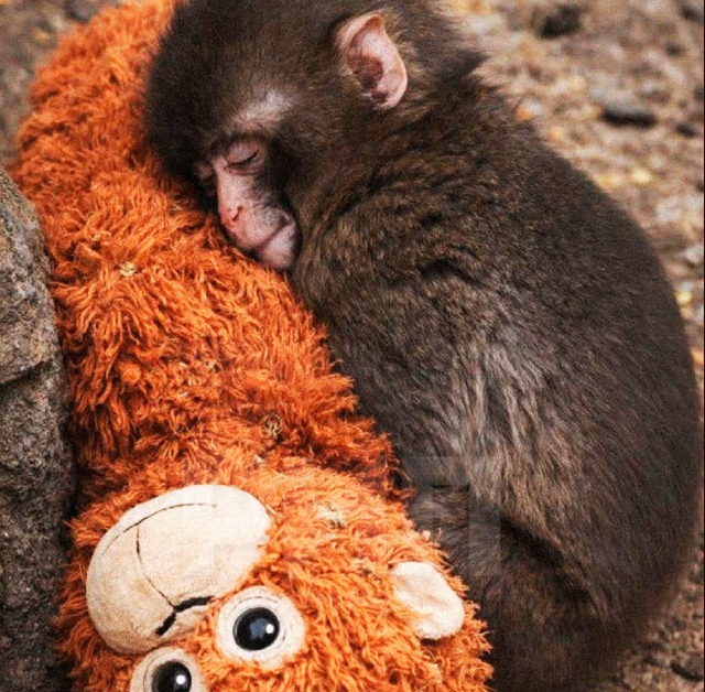 У Панча собираются отнять плюшевую игрушку (5 фото + видео)