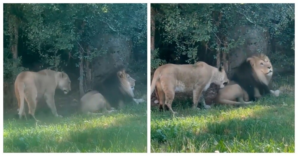 Львица с игривым настроением
Львица с игривым настроением