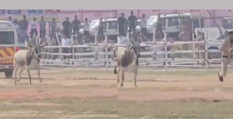 
        Бык&nbsp;проник на&nbsp;вертолётную площадку и&nbsp;разогнал сотрудников службы безопасности    