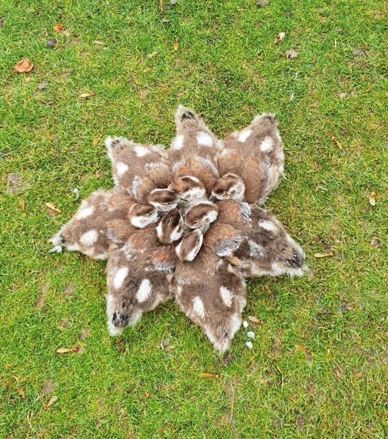 
        30&nbsp;снимков, доказывающих, что&nbsp;мимимишность спасёт мир    