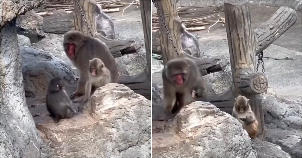 
        Обезьянка Панч учится отстаивать свои границы    