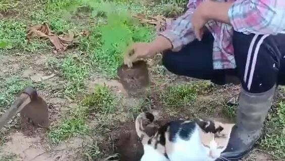 
        Кошка воспользовалась ямкой    