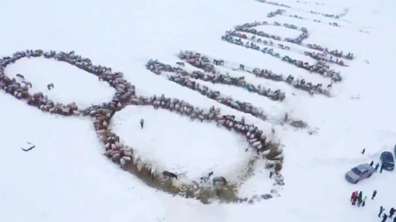 
        Башкирский фермер поздравил женщин с&nbsp;8&nbsp;Марта надписью из&nbsp;1000 лошадей    