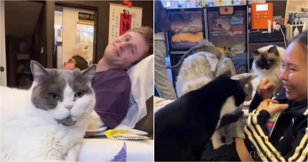 
        В&nbsp;Гонконге открыли салон с&nbsp;кошачьим массажем    