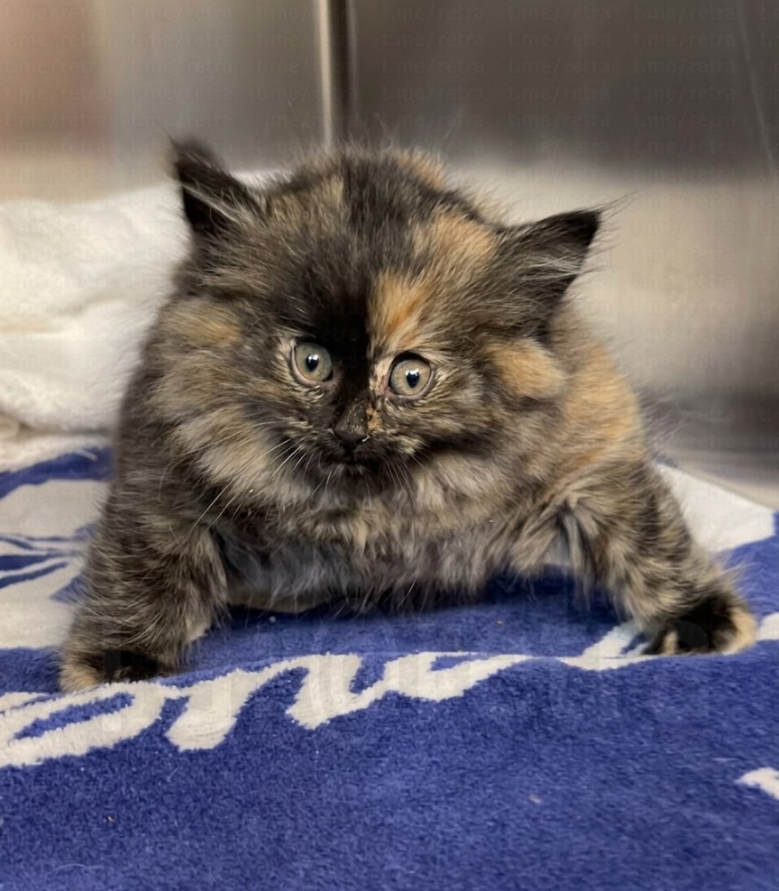 
        Калифорнийский котёнок &laquo;надулся, как&nbsp;шарик&raquo; из-за повреждения трахеи    