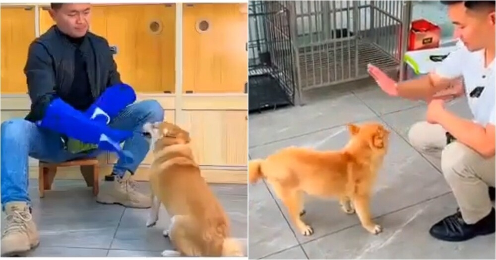 
        Тренер показал, как&nbsp;агрессивную собаку удалось скорректировать    