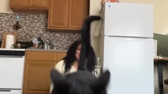 
        Тренировка кота на&nbsp;беговой дорожке    