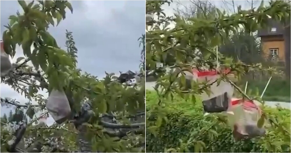 
        Хитрый приём норвежских садоводов для&nbsp;удобного сбора ягод    