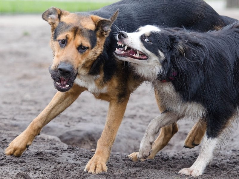
        В&nbsp;Хабаровске собаки на&nbsp;самовыгуле бросились на&nbsp;ребёнка     