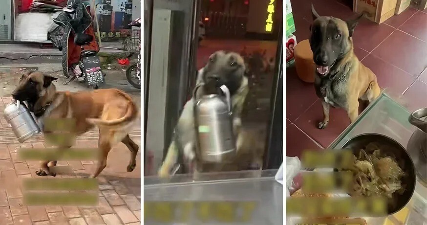 Собака каждый день приносит своей хозяйке еду из закусочной
Собака каждый день приносит своей хозяйке еду из закусочной