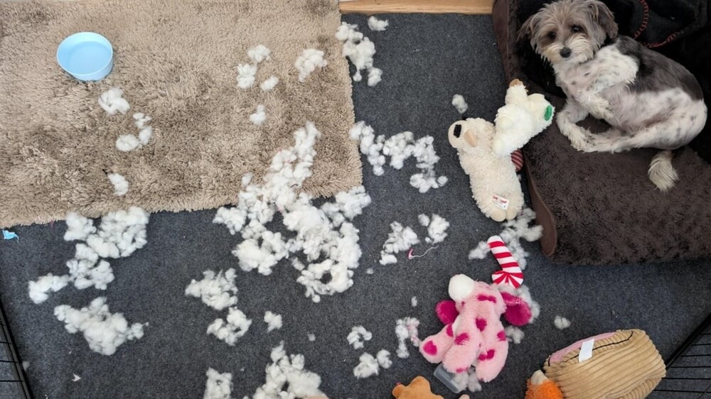 30 очаровательных пакостников, которые знают толк в дизайне и перепланировке
30 очаровательных пакостников, которые знают толк в дизайне и перепланировке