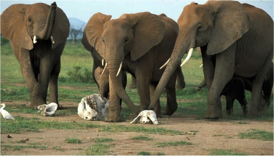 
        Как&nbsp;слоны понимают смерть?    