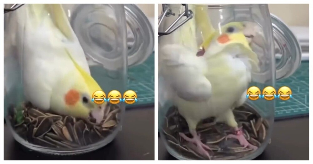 Птичка в банке
Птичка в банке