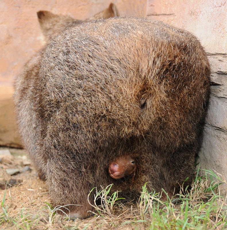
        Фотографии дикой природы, которые могут удивить любого    