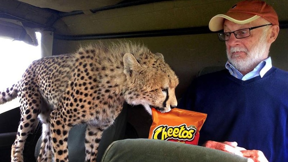 Добрый котик: почему гепарды никогда не нападают на человека?
Добрый котик: почему гепарды никогда не нападают на человека?