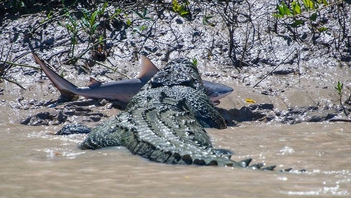 
        Гребнистый крокодил: так&nbsp;вырос, что&nbsp;ушёл в&nbsp;океан    