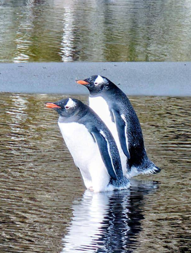 Фёдор Конюхов завершил 4‑месячную одиночную экспедицию в Антарктиде (7 фото + видео)