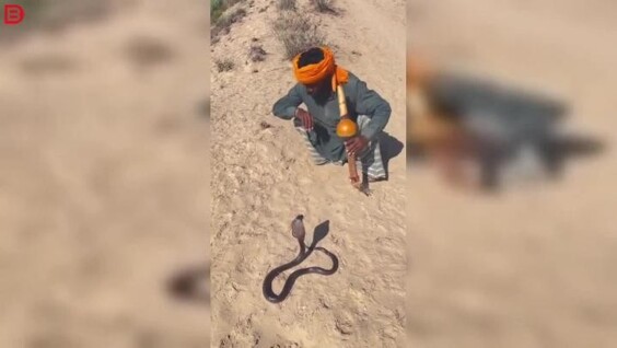 
        Заклинатель змей едва увернулся от&nbsp;атаки кобры во&nbsp;время выступления    