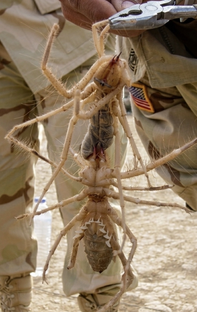 
        Существо из&nbsp;пустыни, которое пугает своим видом    