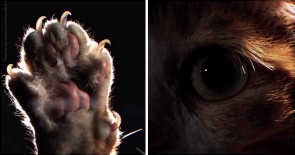 
        Девушка сняла обзор на&nbsp;кота в&nbsp;стиле Apple    